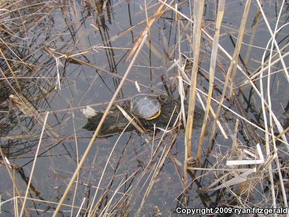 Painted Turtle (Chrysemys picta)