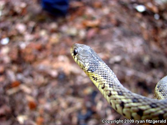 Eastern Gartersnake (Thamnophis sirtalis sirtalis)