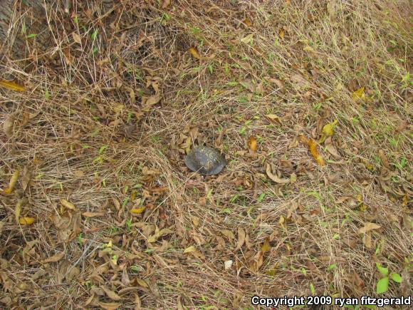 Eastern Box Turtle (Terrapene carolina carolina)