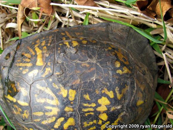 Eastern Box Turtle (Terrapene carolina carolina)