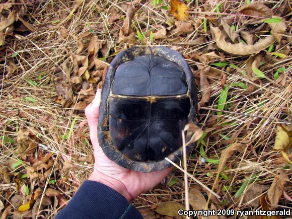 Eastern Box Turtle (Terrapene carolina carolina)