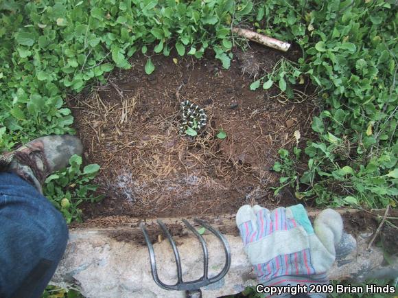 California Kingsnake (Lampropeltis getula californiae)