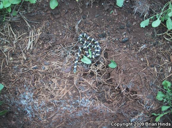 California Kingsnake (Lampropeltis getula californiae)