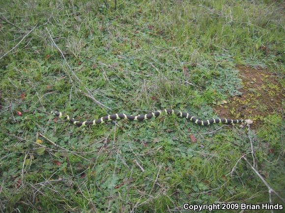 California Kingsnake (Lampropeltis getula californiae)