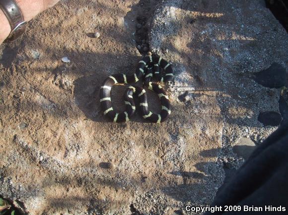 California Kingsnake (Lampropeltis getula californiae)