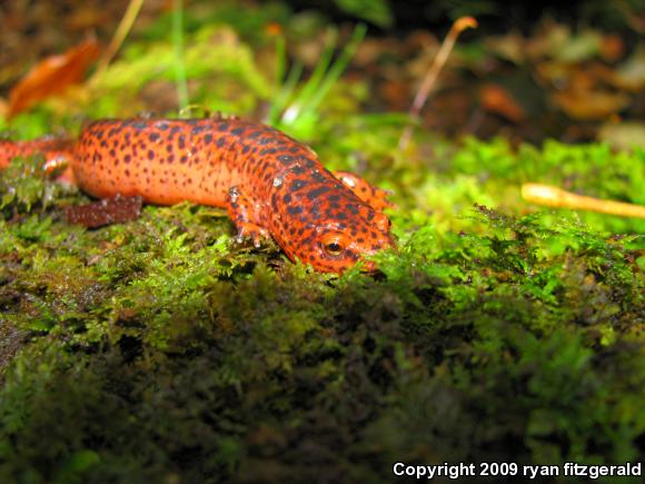 Northern Red Salamander (Pseudotriton ruber ruber)