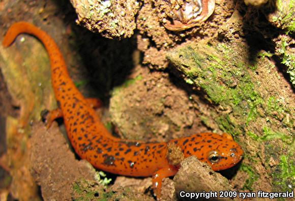 Northern Red Salamander (Pseudotriton ruber ruber)