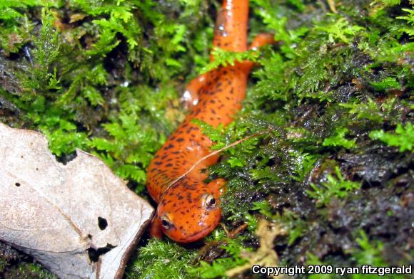 Northern Red Salamander (Pseudotriton ruber ruber)