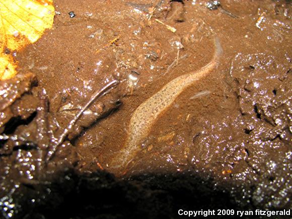 Northern Red Salamander (Pseudotriton ruber ruber)