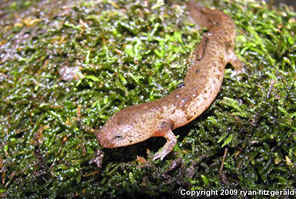 Northern Red Salamander (Pseudotriton ruber ruber)