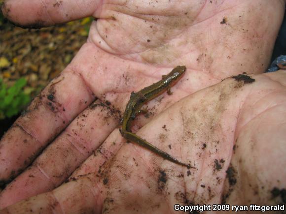 Northern Red Salamander (Pseudotriton ruber ruber)