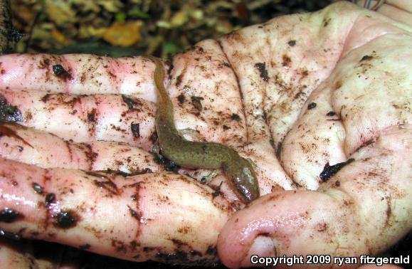 Northern Red Salamander (Pseudotriton ruber ruber)