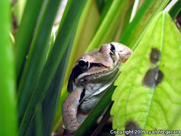 Wood Frog (Lithobates sylvaticus)