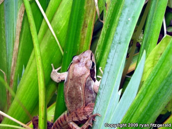 Wood Frog (Lithobates sylvaticus)