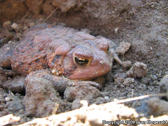 Eastern American Toad (Anaxyrus americanus americanus)