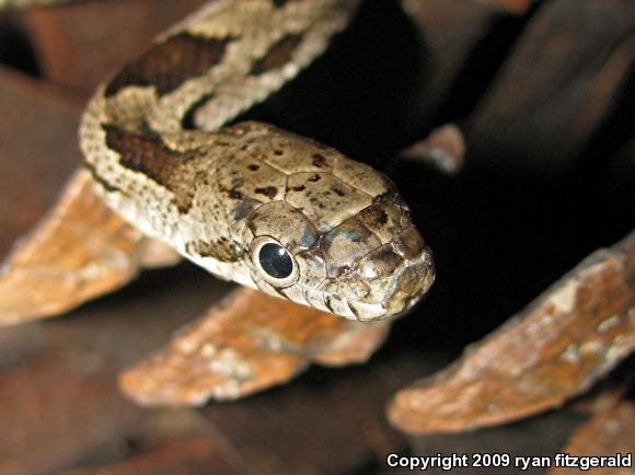 Black Ratsnake (Pantherophis obsoletus obsoletus)