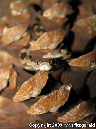 Black Ratsnake (Pantherophis obsoletus obsoletus)