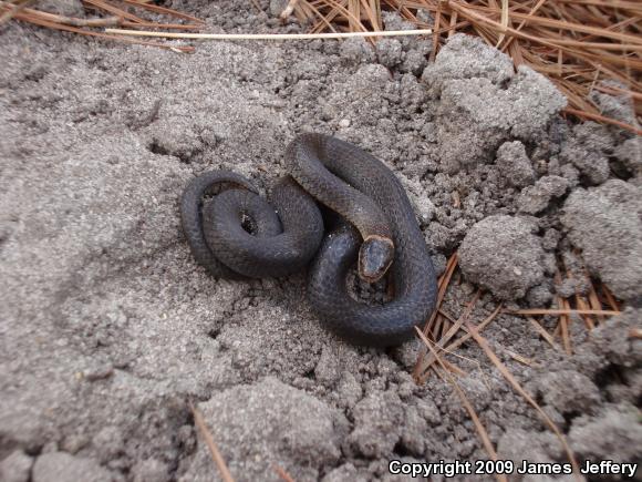 Ring-necked Snake (Diadophis punctatus)