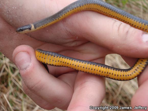 Ring-necked Snake (Diadophis punctatus)