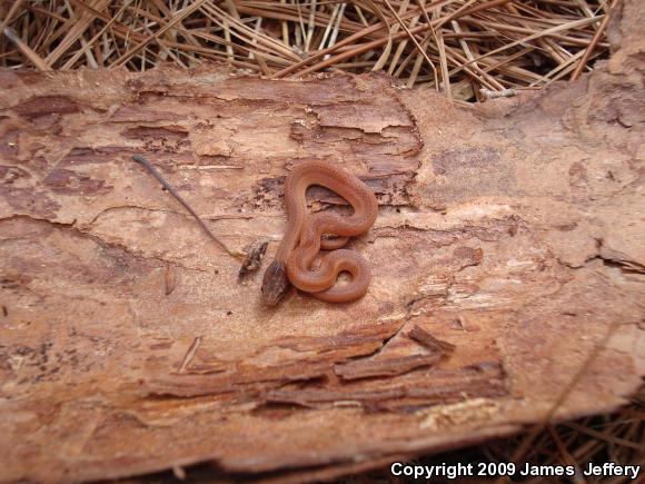 Pine Woods Littersnake (Rhadinaea flavilata)