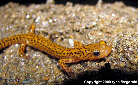 Long-tailed Salamander (Eurycea longicauda longicauda)