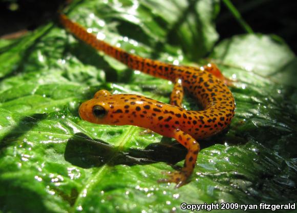 Long-tailed Salamander (Eurycea longicauda longicauda)