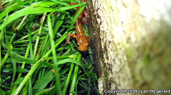 Long-tailed Salamander (Eurycea longicauda longicauda)