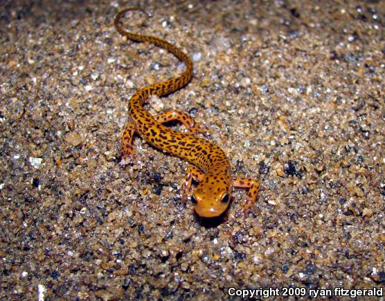 Long-tailed Salamander (Eurycea longicauda longicauda)