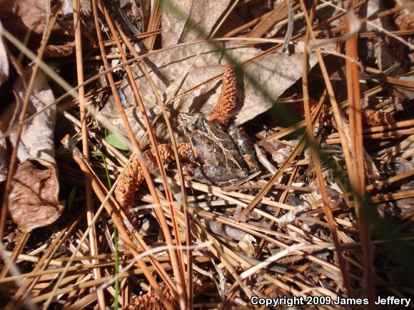 Southern Cricket Frog (Acris gryllus)