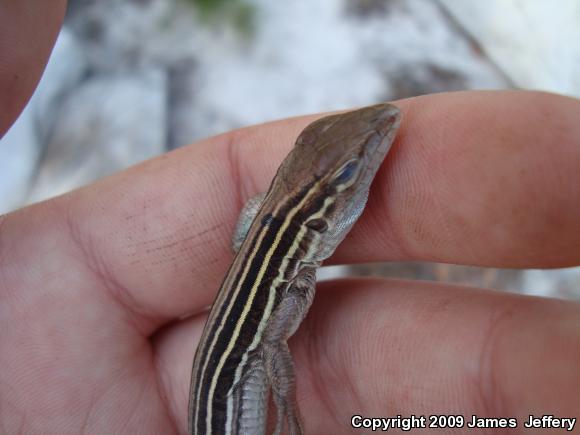 Six-lined Racerunner (Aspidoscelis sexlineata sexlineata)