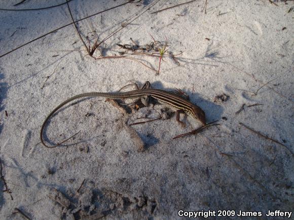 Six-lined Racerunner (Aspidoscelis sexlineata sexlineata)