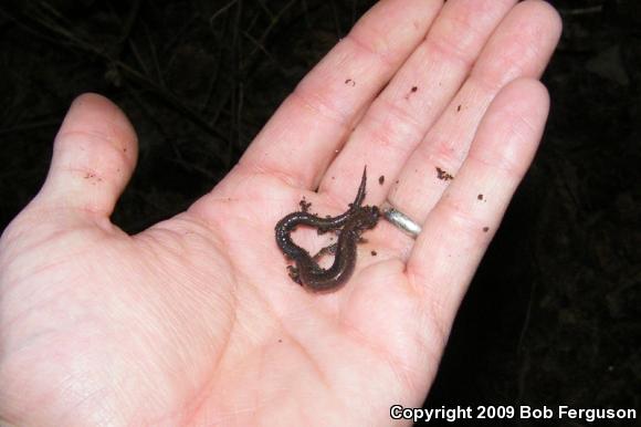 Eastern Red-backed Salamander (Plethodon cinereus)