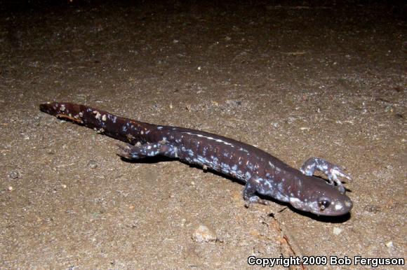 Blue-spotted Salamander (Ambystoma laterale)