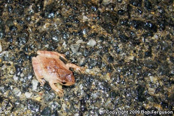 Northern Spring Peeper (Pseudacris crucifer crucifer)