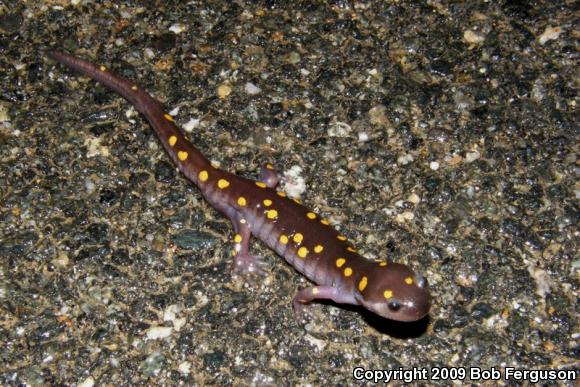 Spotted Salamander (Ambystoma maculatum)