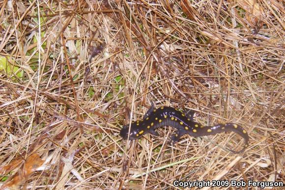 Spotted Salamander (Ambystoma maculatum)