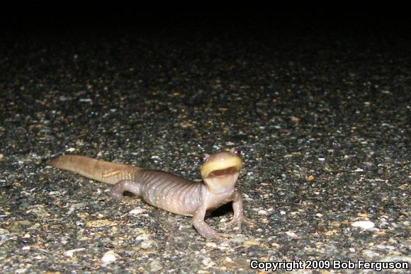 Jefferson Salamander (Ambystoma jeffersonianum)