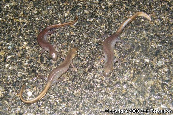 Jefferson Salamander (Ambystoma jeffersonianum)