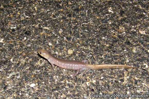 Jefferson Salamander (Ambystoma jeffersonianum)