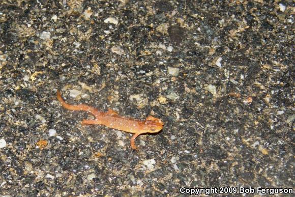 Red-Spotted Newt (Notophthalmus viridescens viridescens)