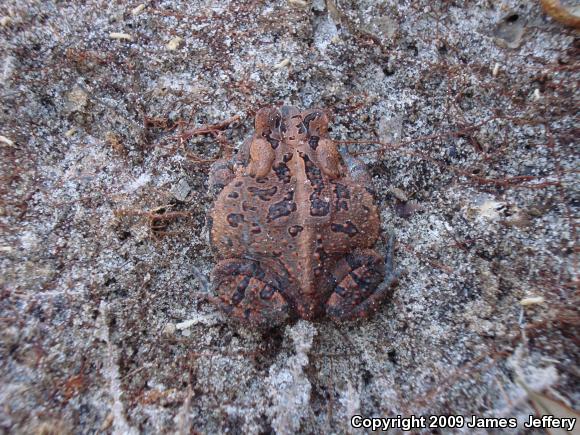 Southern Toad (Anaxyrus terrestris)