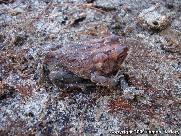 Southern Toad (Anaxyrus terrestris)