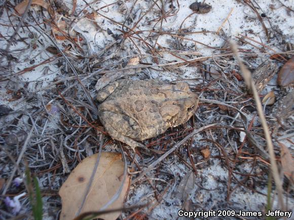 Southern Toad (Anaxyrus terrestris)