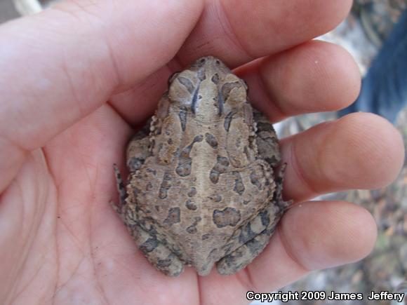 Southern Toad (Anaxyrus terrestris)