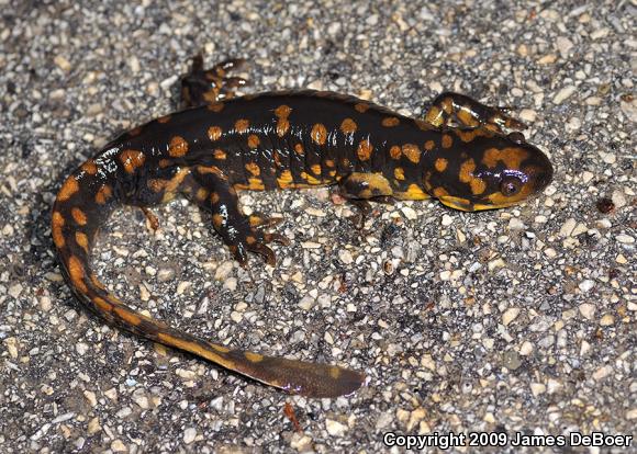 Eastern Tiger Salamander (Ambystoma tigrinum)