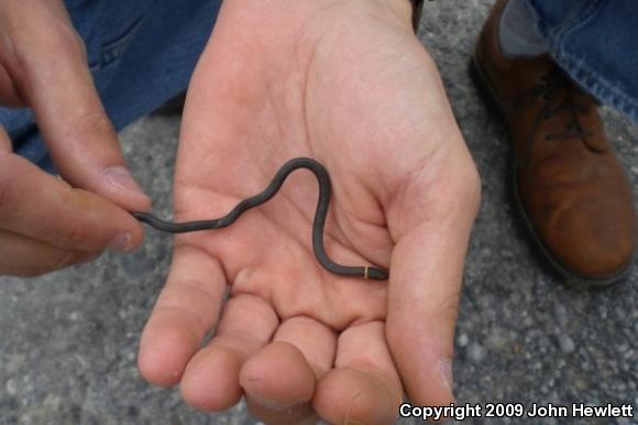 Southern Ring-necked Snake (Diadophis punctatus punctatus)