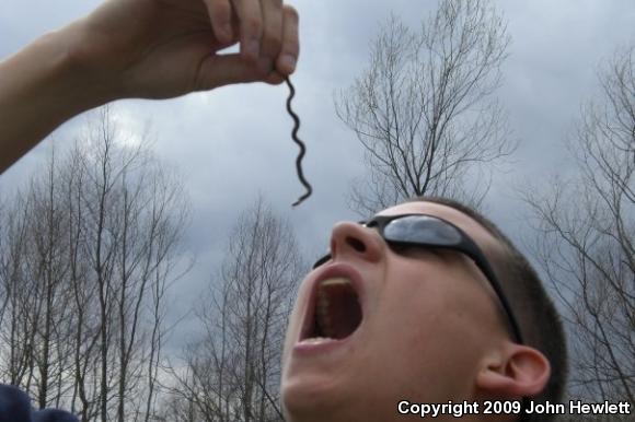 Southern Ring-necked Snake (Diadophis punctatus punctatus)