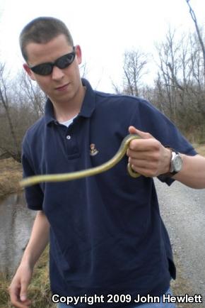 Plain-bellied Watersnake (Nerodia erythrogaster)