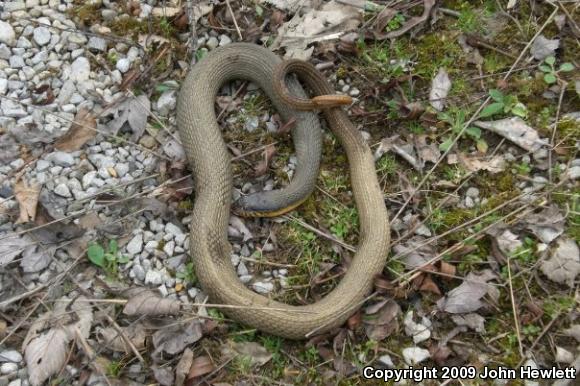 Plain-bellied Watersnake (Nerodia erythrogaster)