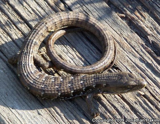 San Diego Alligator Lizard (Elgaria multicarinata webbii)